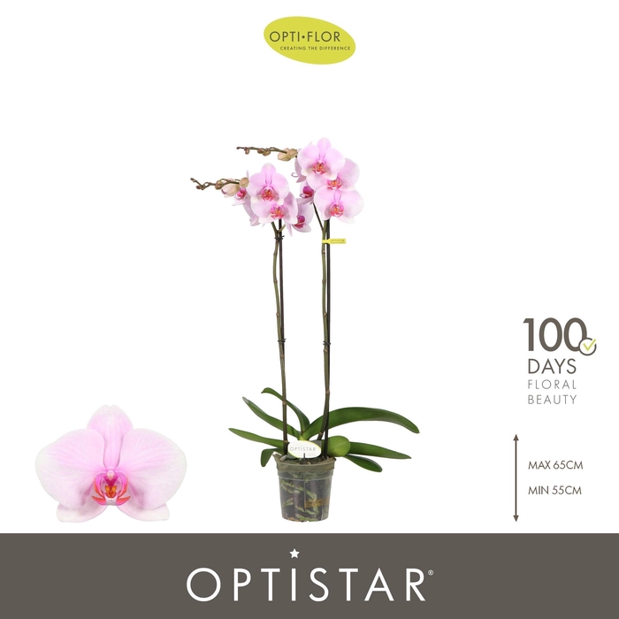 <h4>PHAL OPTI OPTISTAR TIANA 2 SPIKE</h4>