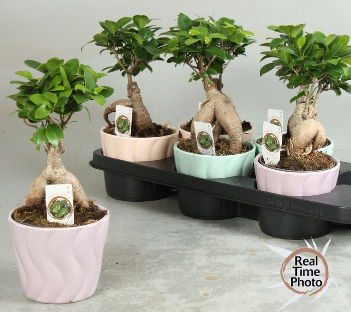 <h4>FIC MI GINSENG</h4>