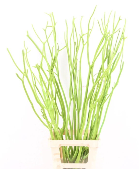 <h4>MITSUMATA H%</h4>