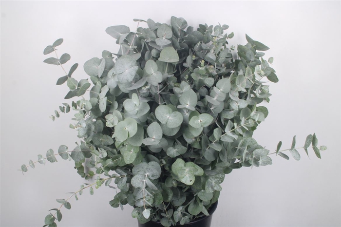 <h4>Euc Cinerea Per Bunch 300 Gram S U P E R</h4>