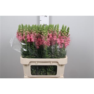 Antir Potomac Rose