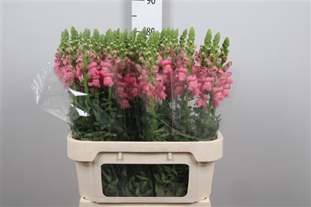 <h4>Antir Potomac Rose</h4>