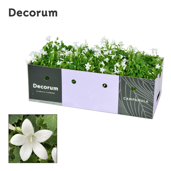 <h4>Campanula Porto Ice White Decobox</h4>