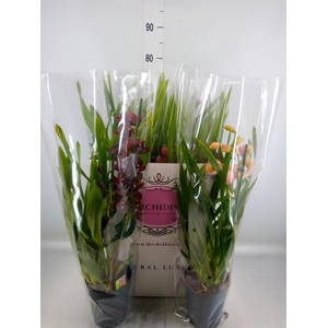 Cymbidium   ...mix