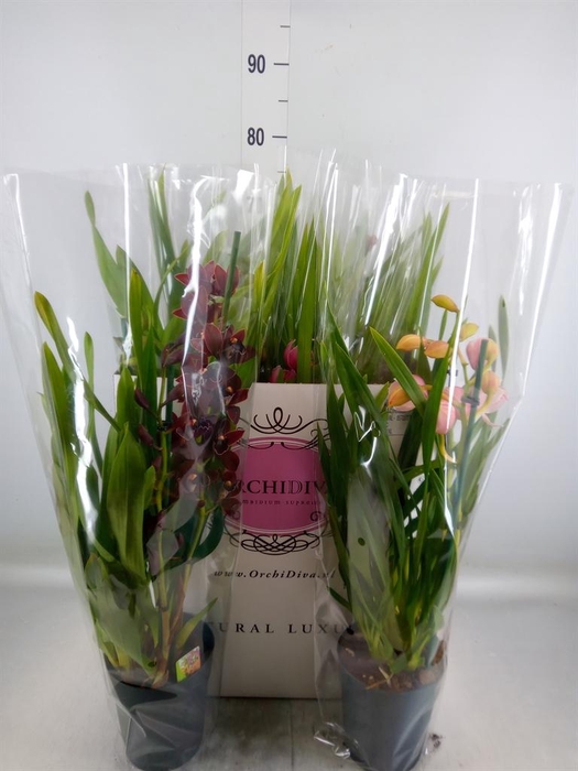<h4>Cymbidium   ...mix</h4>