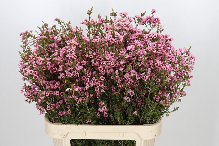 Chamelaucium Sarah's Delight