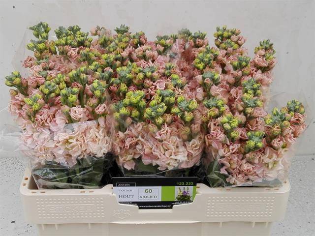 MATTH IMPALA APRICOT