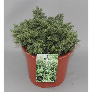 Hebe pinguifolia 'Sutherlandii' C5