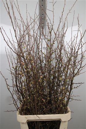 <h4>Chaenomeles Superba</h4>