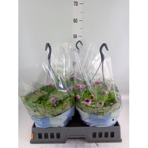 Petunia  'Tiny Tunia Pink'