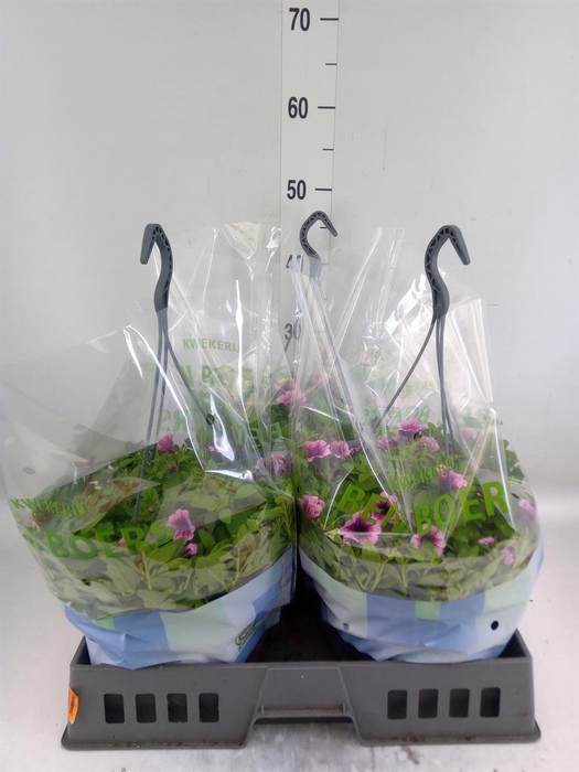 <h4>Petunia 'Tiny Tunia Pink'</h4>