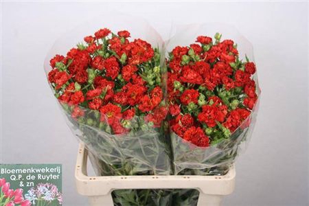 Geum Fiery Tempest