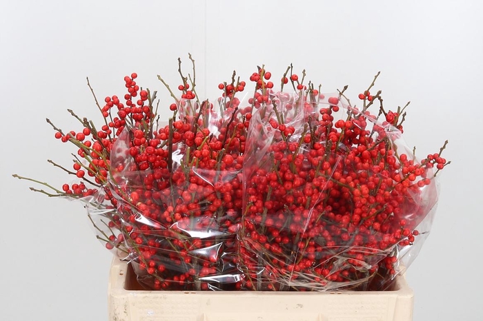 <h4>Ilex Ve Rode Bes</h4>