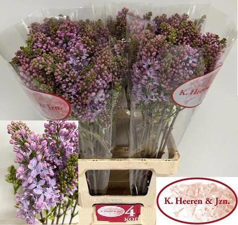 <h4>SYR V LAVALIENSIS</h4>