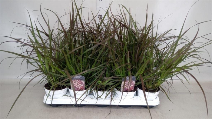 <h4>Pennisetum advena 'Rubrum'</h4>