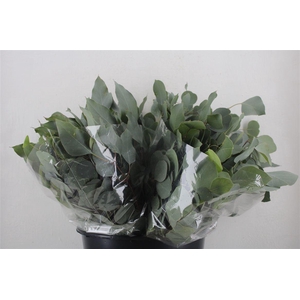 Euca Populus Short 150gr P Bunch