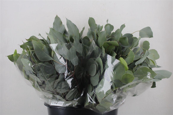 <h4>Euca Populus Short 150gr P Bunch</h4>