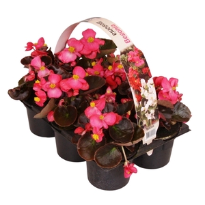 Begonia Semp donkerbladig roze 6p