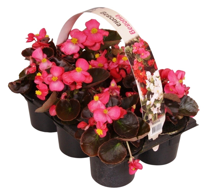 <h4>Begonia Semp donkerbladig roze 6p</h4>