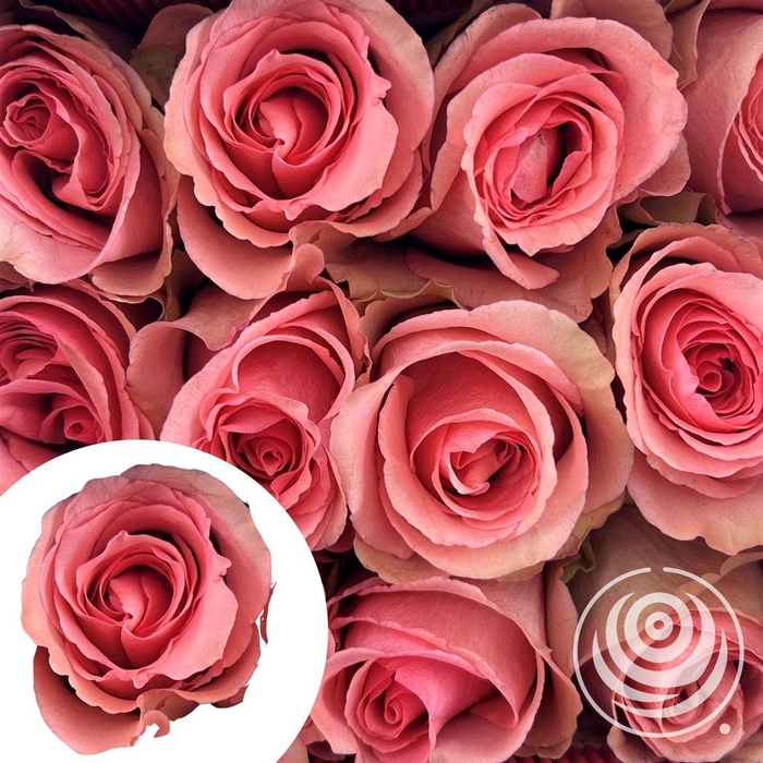 <h4>R Eq Flirty</h4>