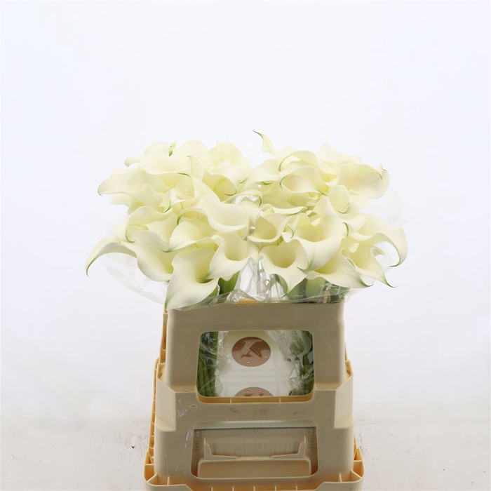 <h4>Calla Ventura</h4>
