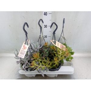 Succulents   ...mix 4