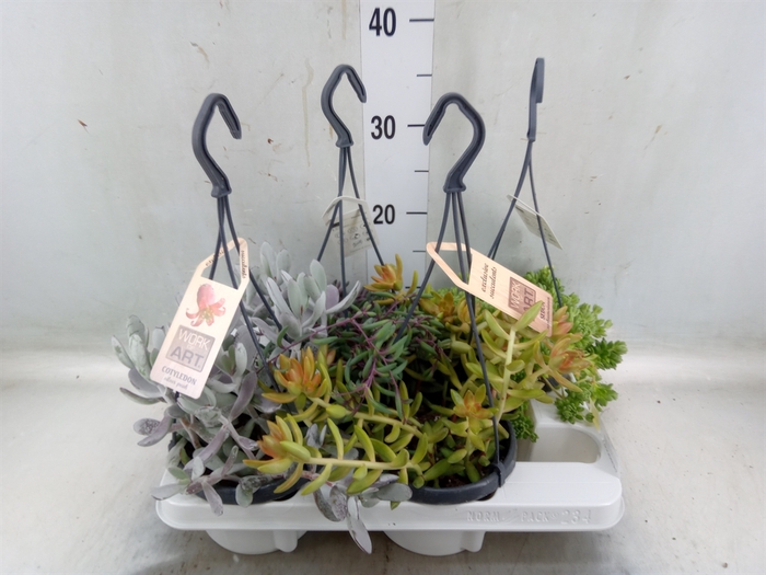 <h4>Succulents   ...mix 4</h4>