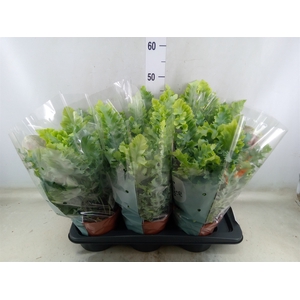 Phlebodium aureum 'Davana'