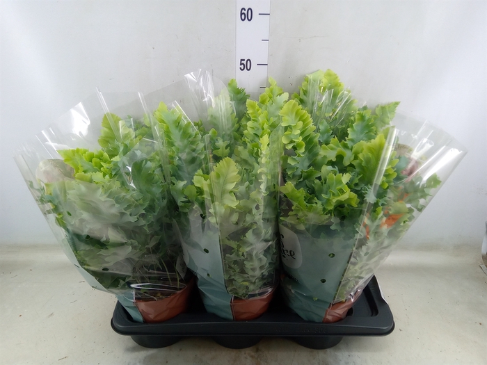 <h4>Phlebodium aureum 'Davana'</h4>