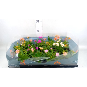 Lewisia cot.