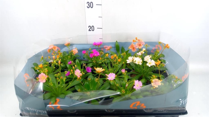 <h4>Lewisia cot.</h4>