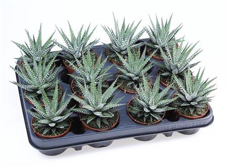 Haworthia F Big Band