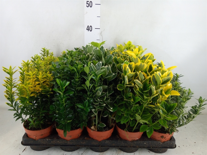 <h4>Euonymus japon.   ...mix</h4>