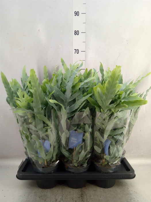 <h4>Phlebodium aureum 'Blue Star'</h4>