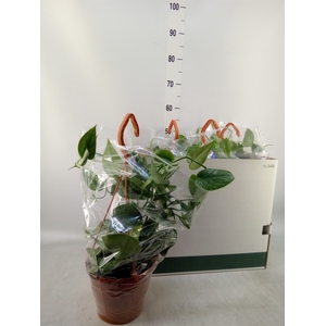 Scindapsus pictus 'Trebie'