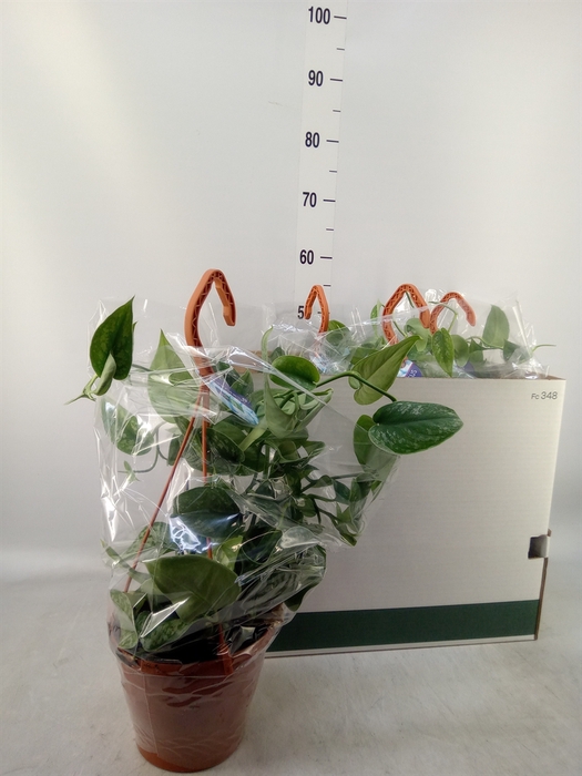 <h4>Scindapsus pictus 'Trebie'</h4>