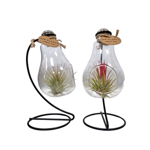 Tillandsia lamp frame