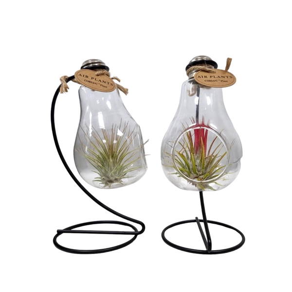 <h4>Tillandsia lamp frame</h4>