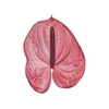 ANT CANDY 11/13 040 CM DIAM MIN 11 CM ROSA