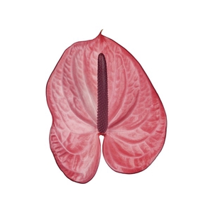 ANT CANDY 9/11 035 CM DIAM MIN 9 CM ROSA