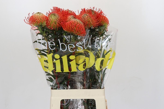 <h4>Nutans Succession</h4>