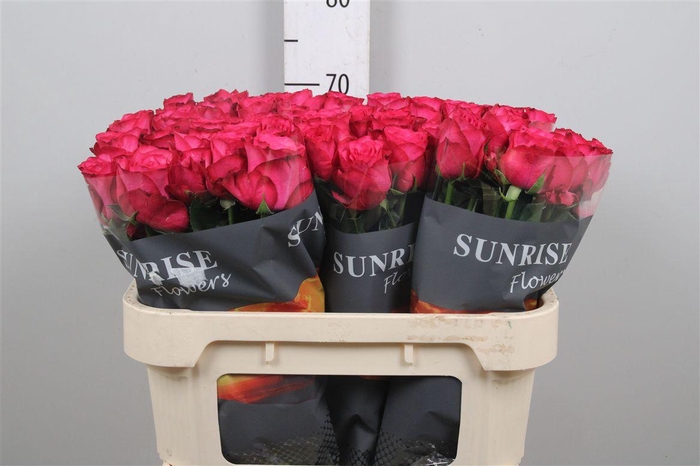 <h4>R Gr Paloma Royale</h4>