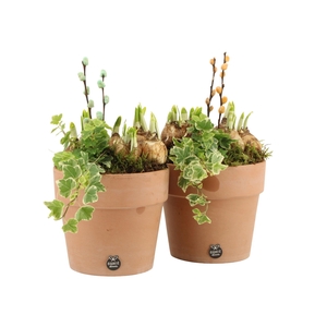 11671: Outdoor spring arrangement