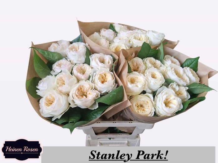 <h4>R GR STANLEY PARK!</h4>