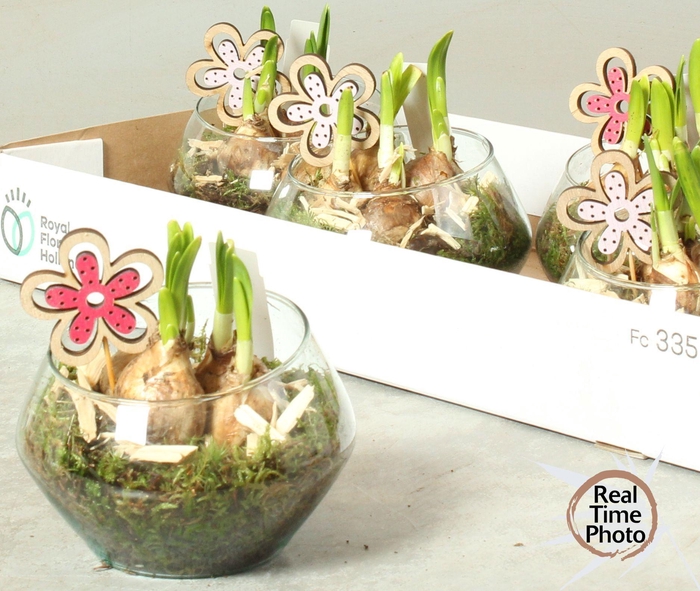 <h4>ARR NARCISSUS</h4>