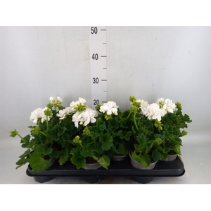 Pelargonium zona. 'Cast Isab White'