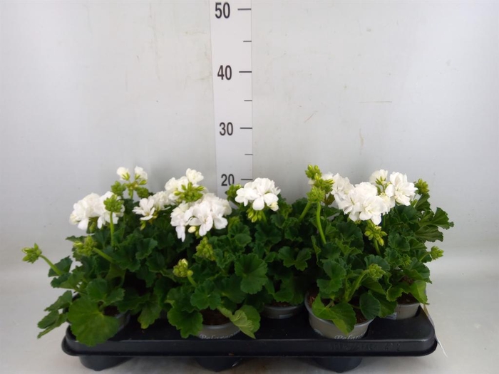 <h4>Pelargonium zona. 'Cast Isab White'</h4>