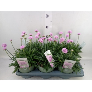 Armeria pseud. 'Dreameria Sweet Dr'