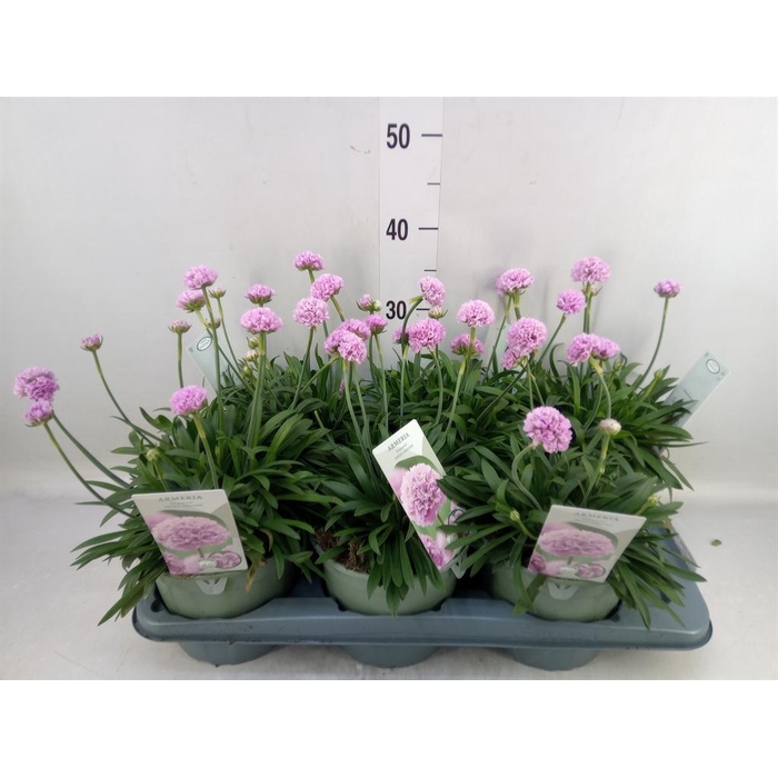 <h4>Armeria pseud. 'Dreameria Sweet Dr'</h4>