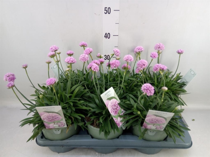 Armeria pseud. 'Dreameria Sweet Dr'